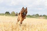 BERGER ALLEMAND 270